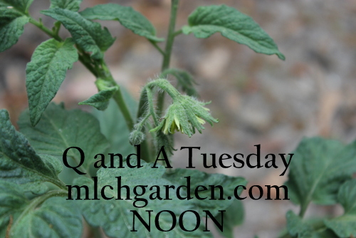 Q and A Tuesday