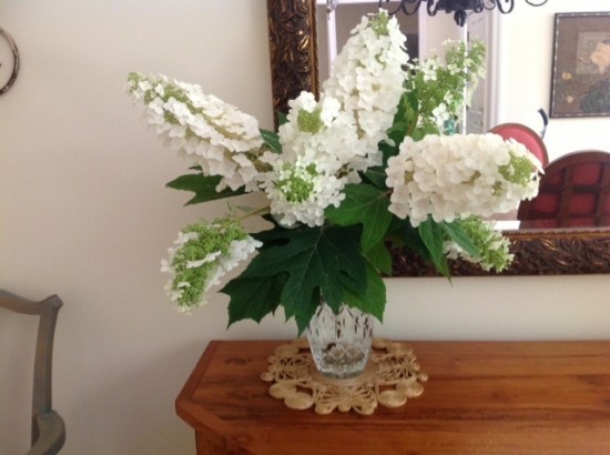 Oakleaf Hydrangea  Photo by Kris Gordon