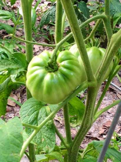 green tomatoes