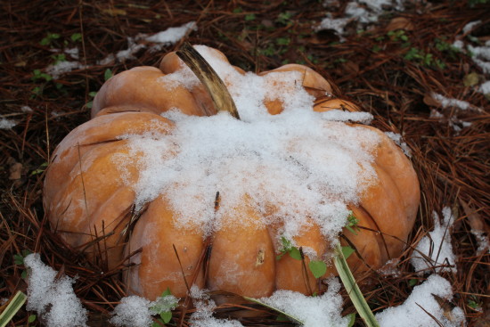 Snow on the Pumpkin